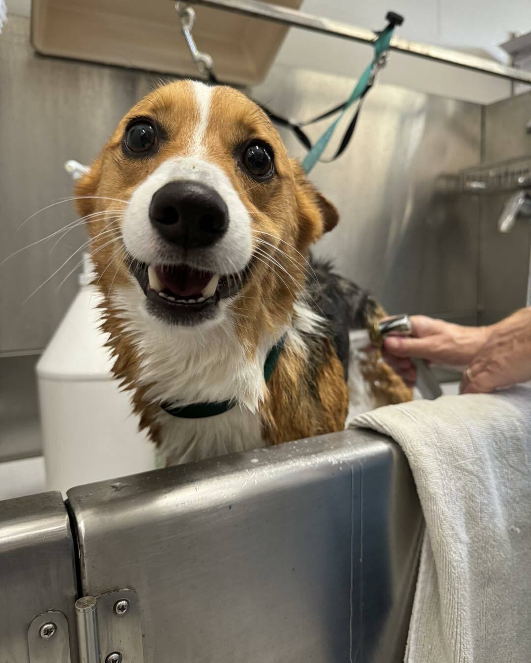 Wickham Animal Hospital