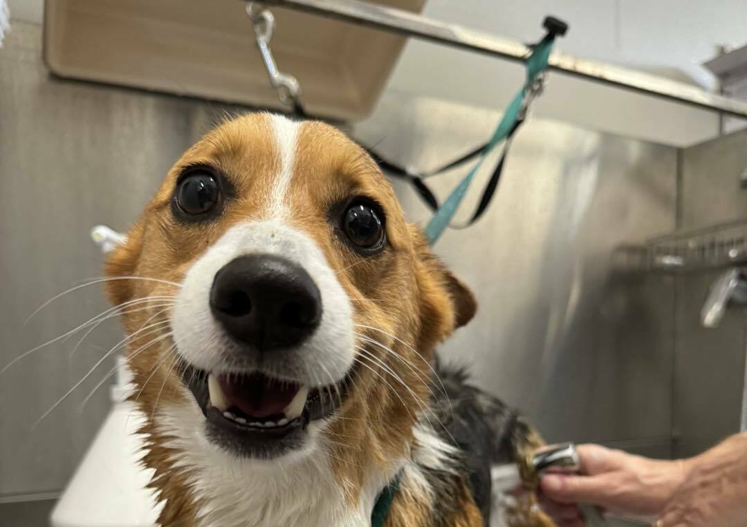 Wickham Animal Hospital
