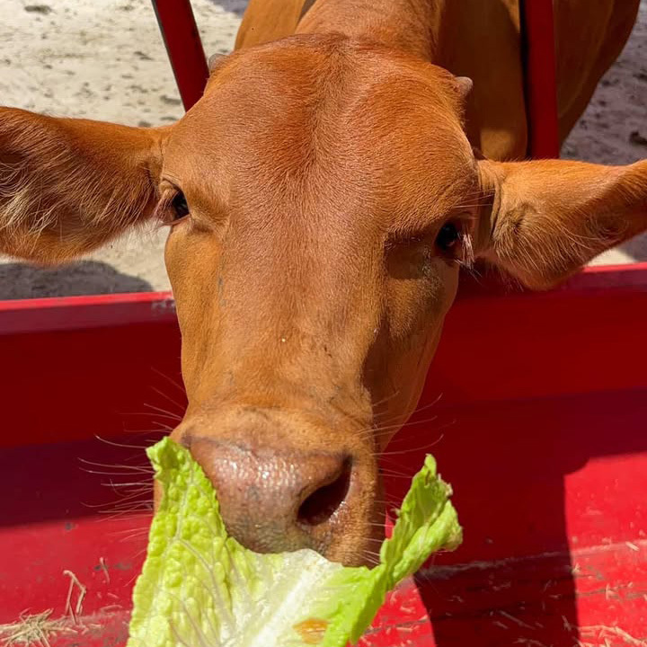 Green Meadows Petting Farm