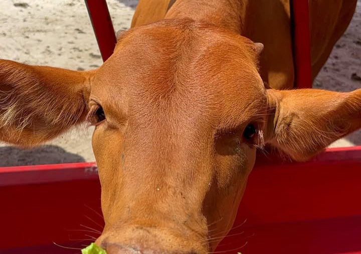 Green Meadows Petting Farm