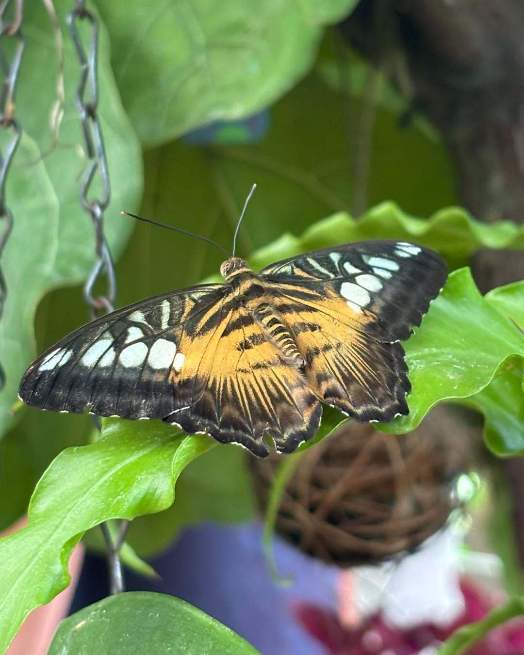 Key West Butterfly & Nature Conservatory
