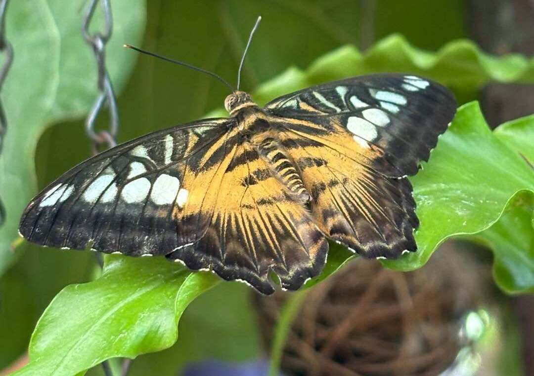 Key West Butterfly & Nature Conservatory