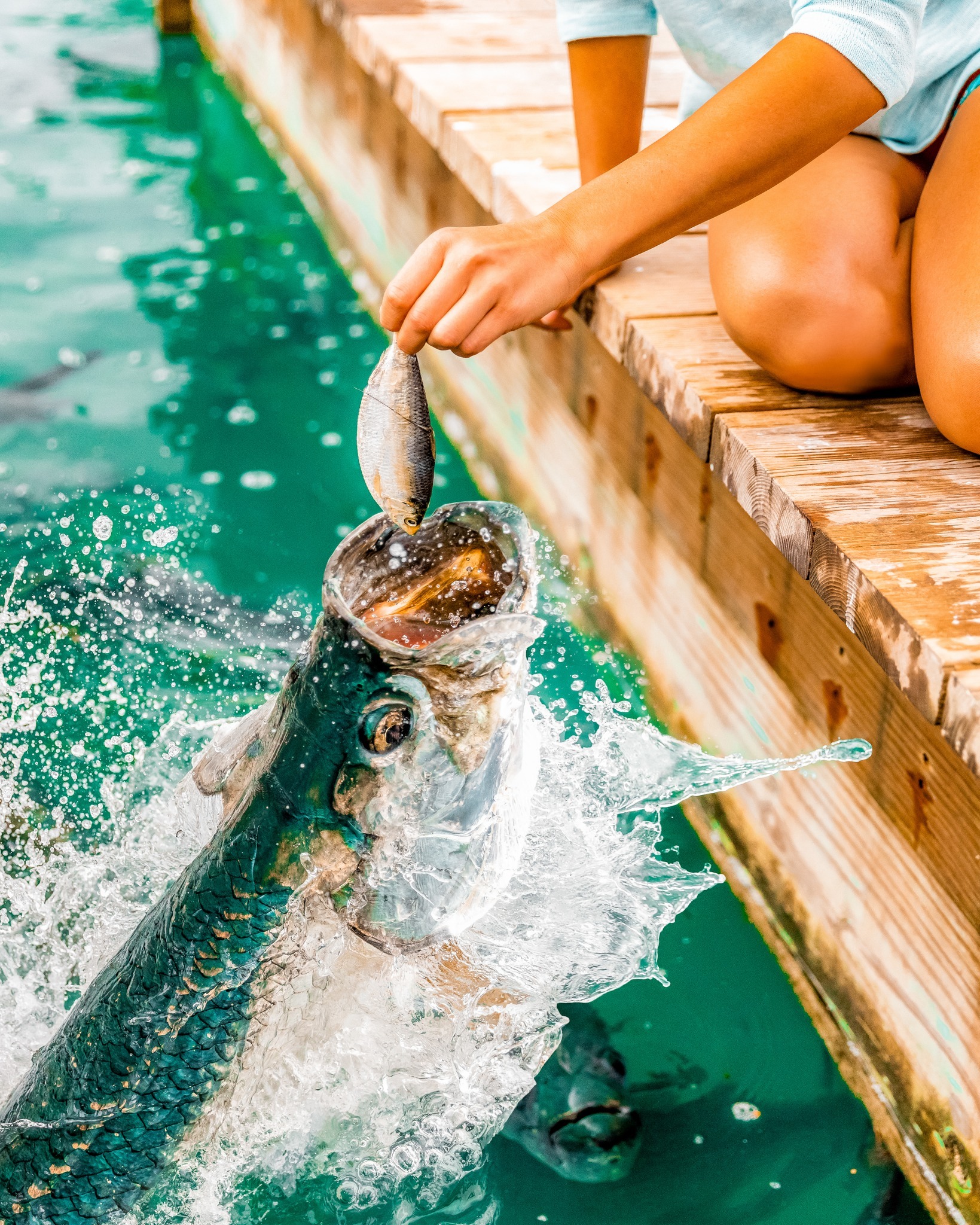 Robbie's of Islamorada