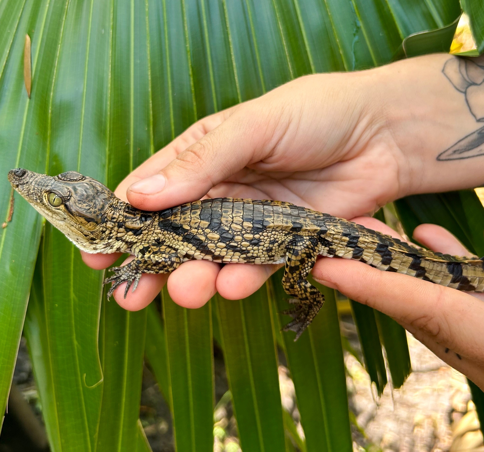 Wild Florida Airboat Tours