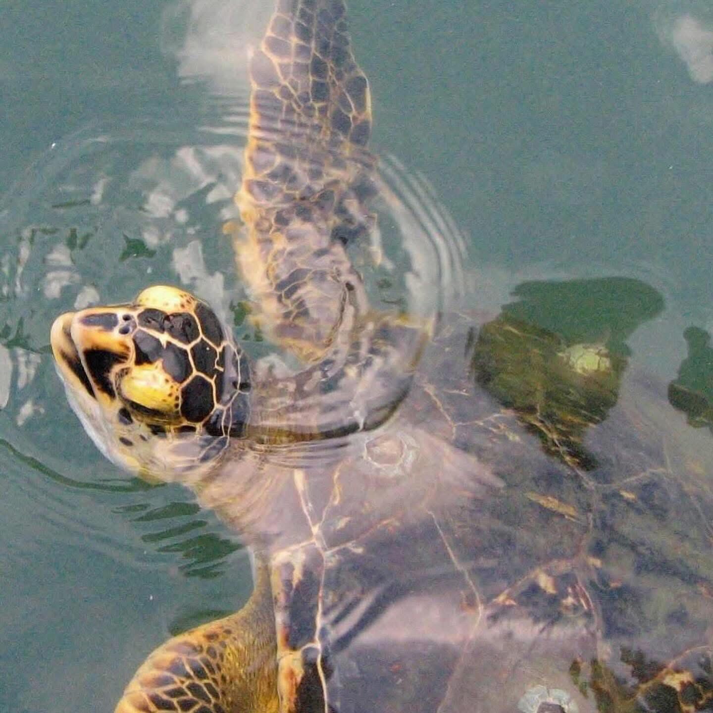 Totally St. Augustine