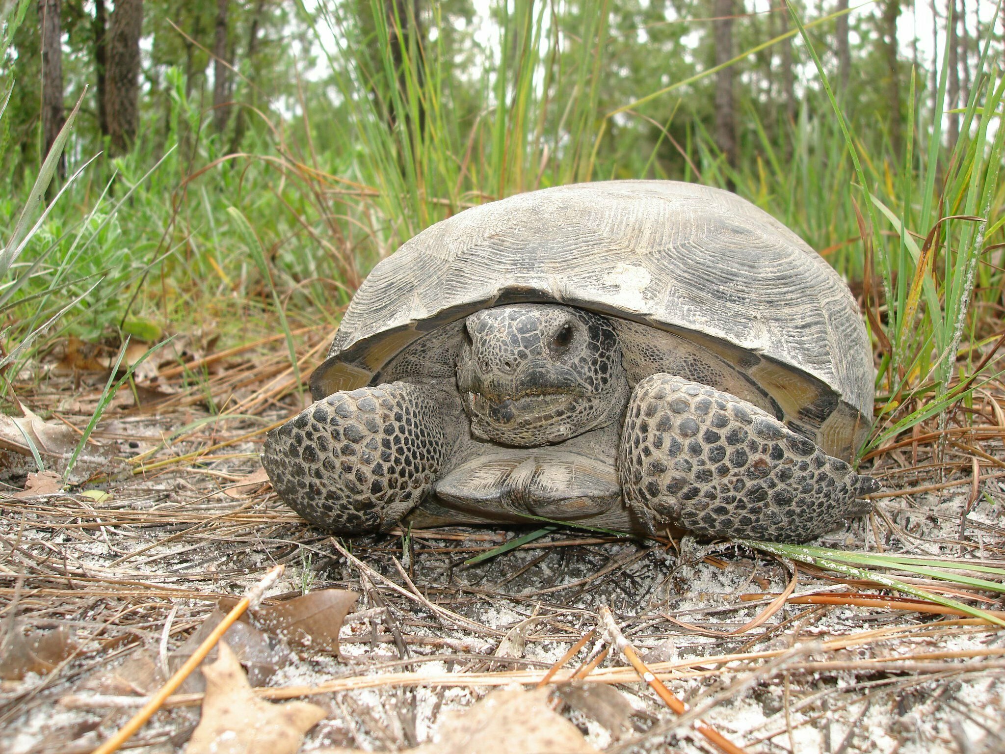 Sea Turtle Preservation Society