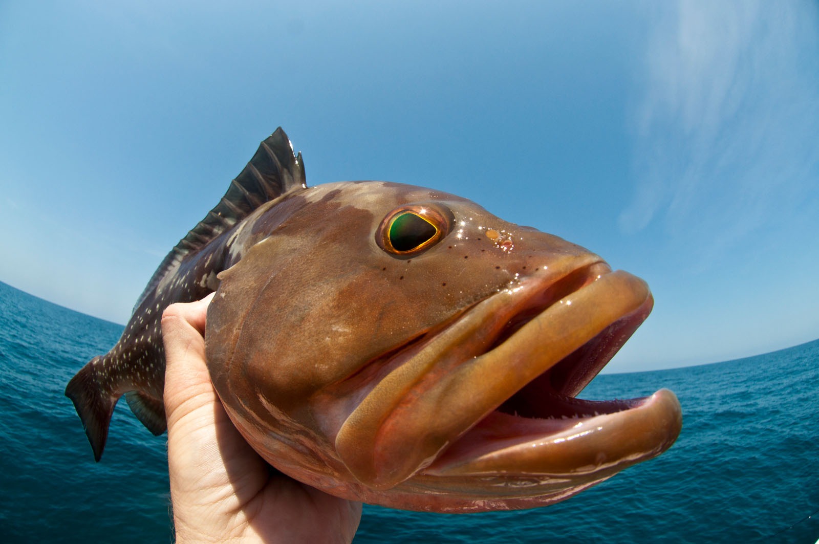 Hilton Head Fishing Charters