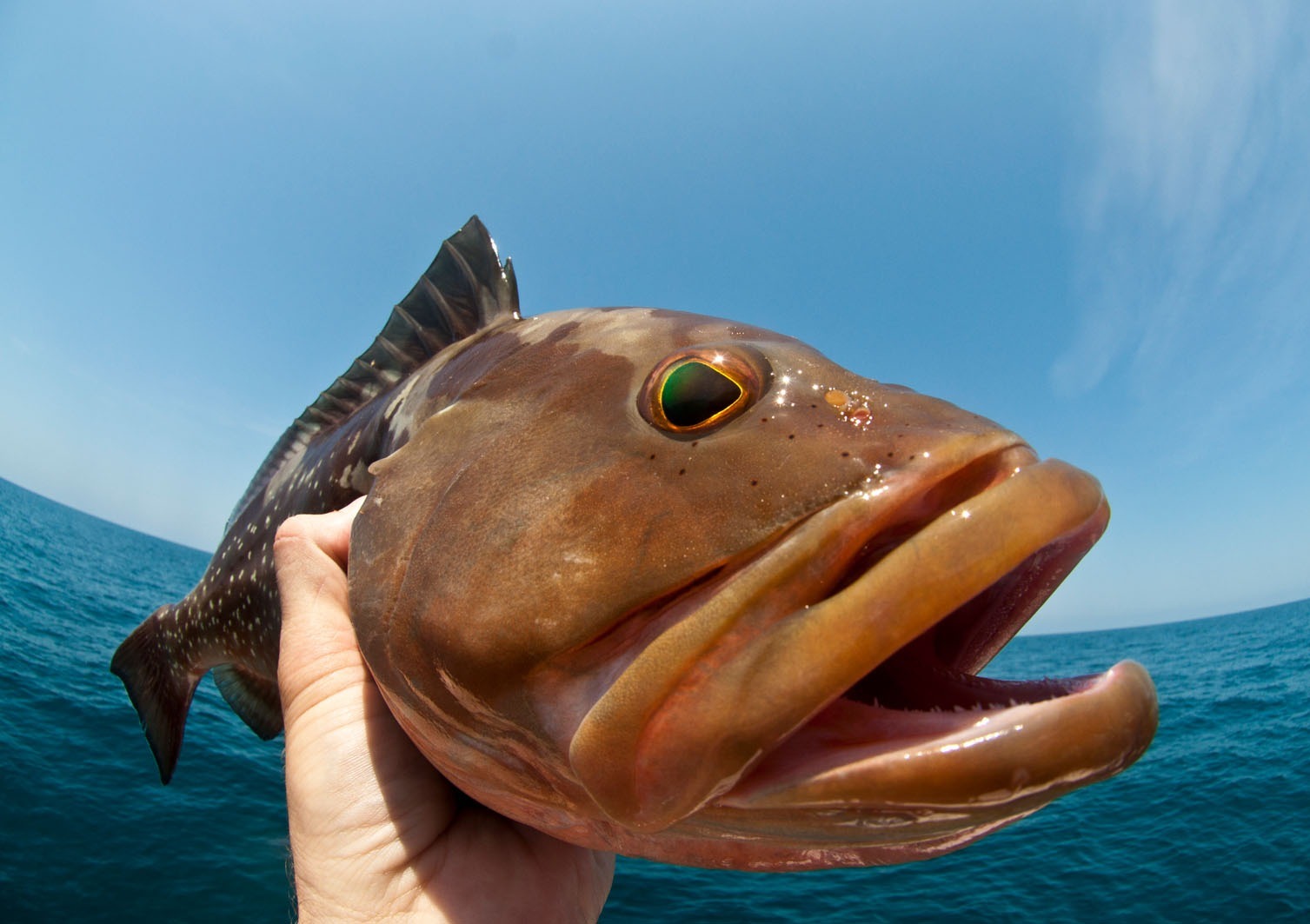 Hilton Head Fishing Charters