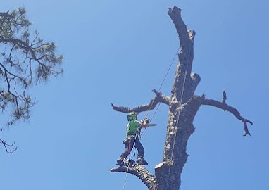 Dan's Tree Service