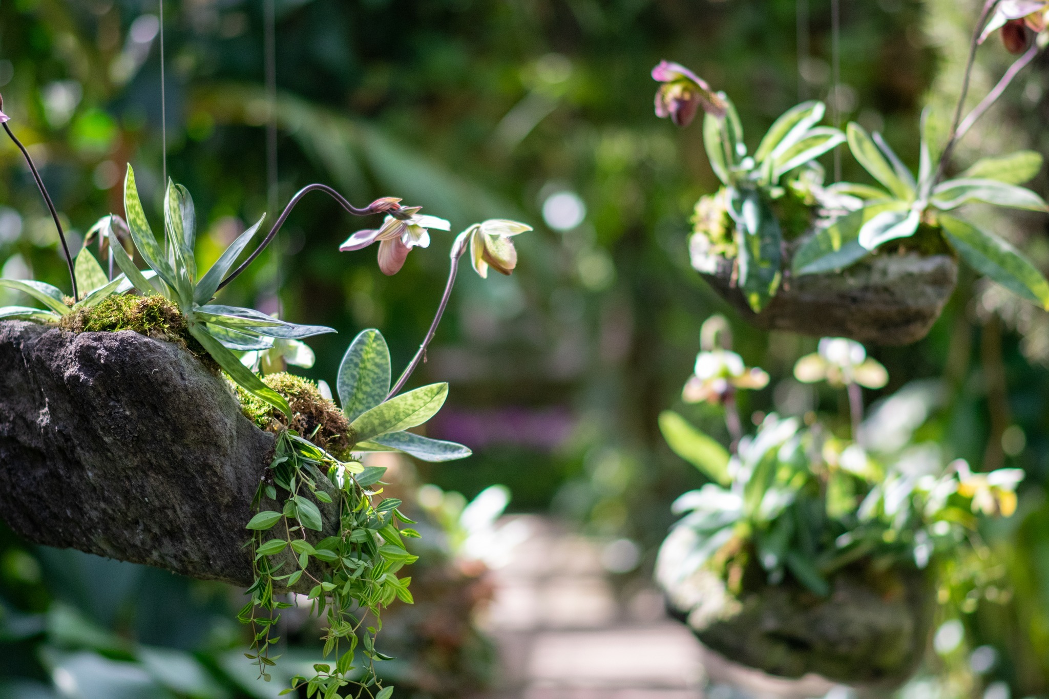 Marie Selby Botanical Gardens