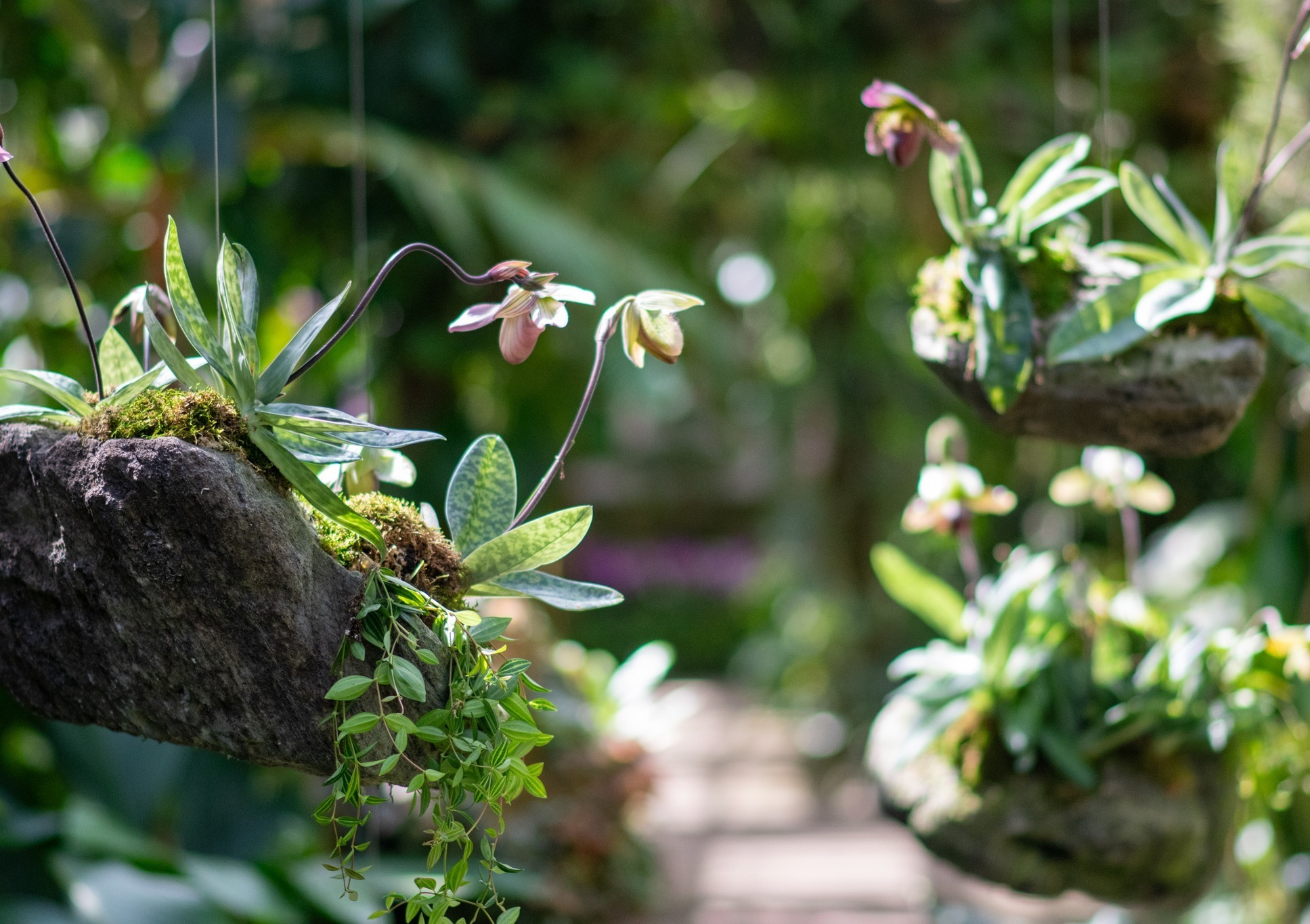 Marie Selby Botanical Gardens