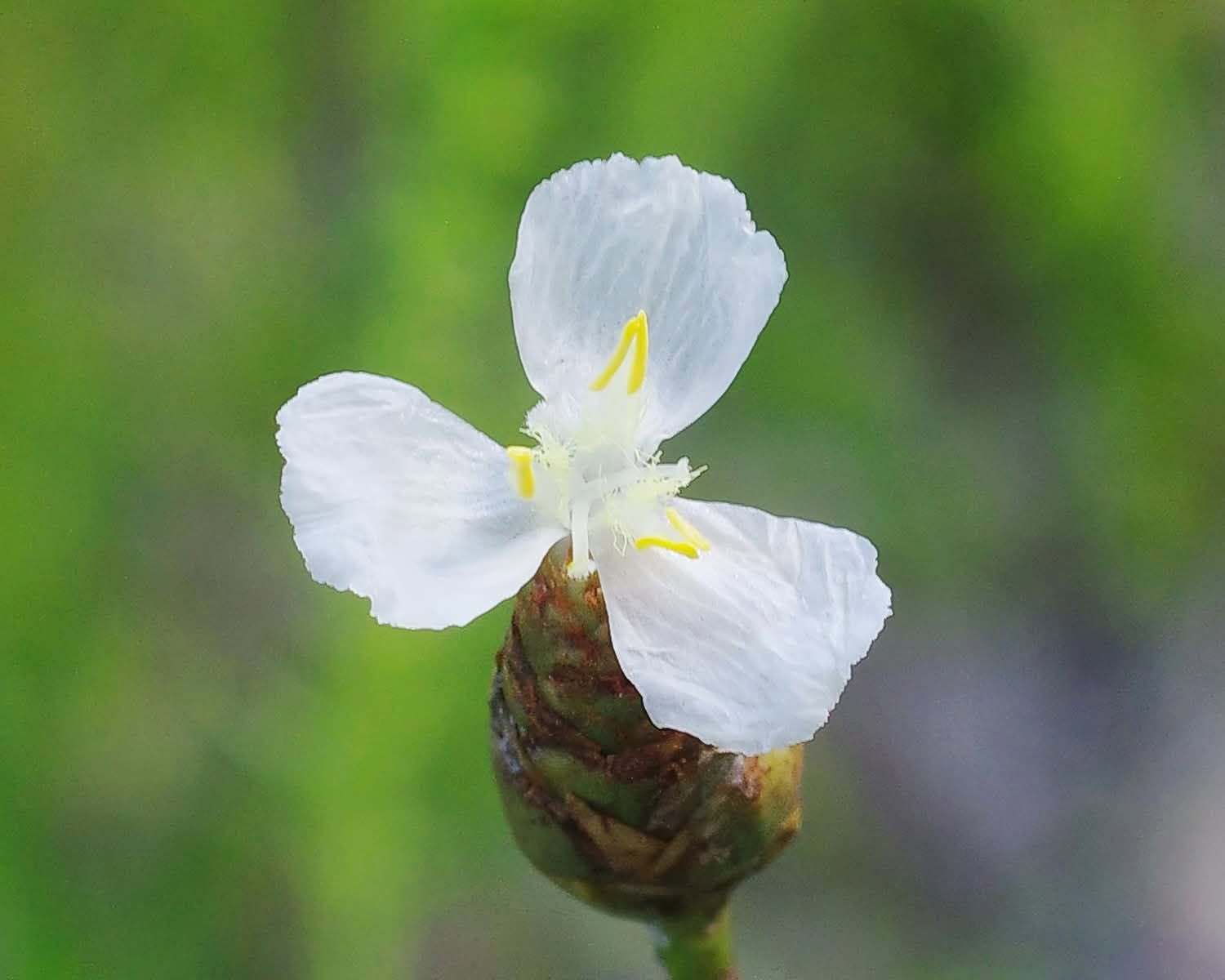 Tallahassee Botanical Gardens
