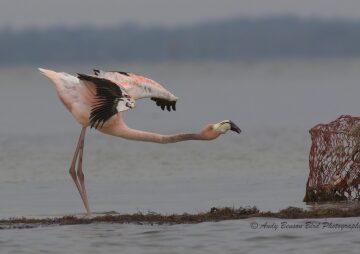 2026 Space Coast Birding and Wildlife Festival