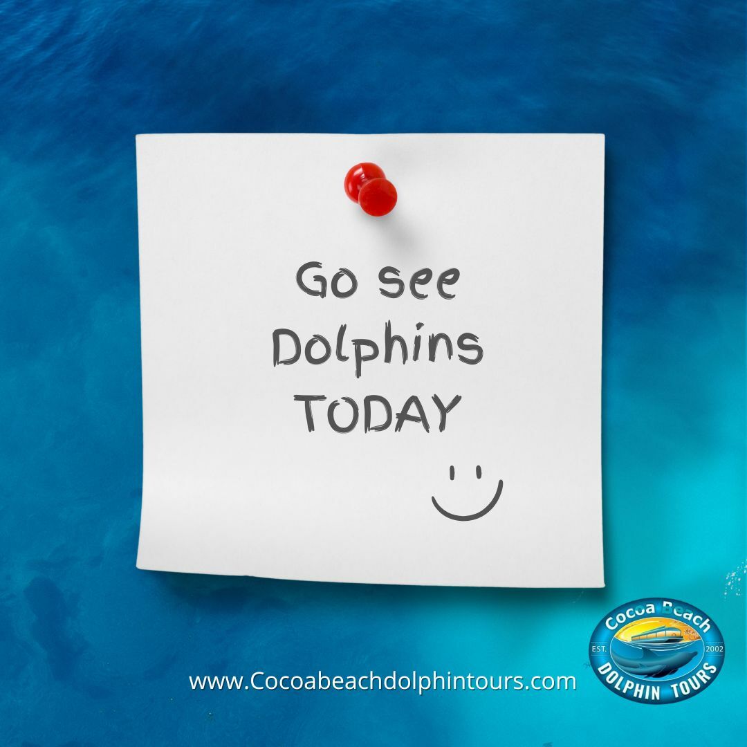 Cocoa Beach Dolphin Tours