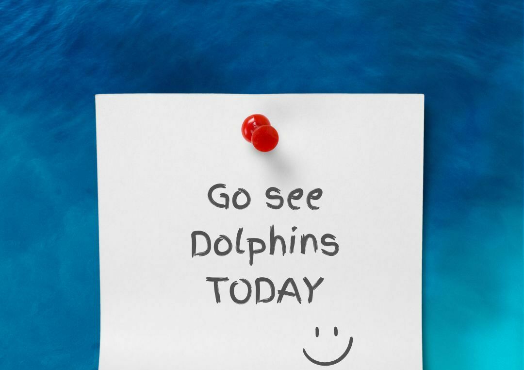 Cocoa Beach Dolphin Tours