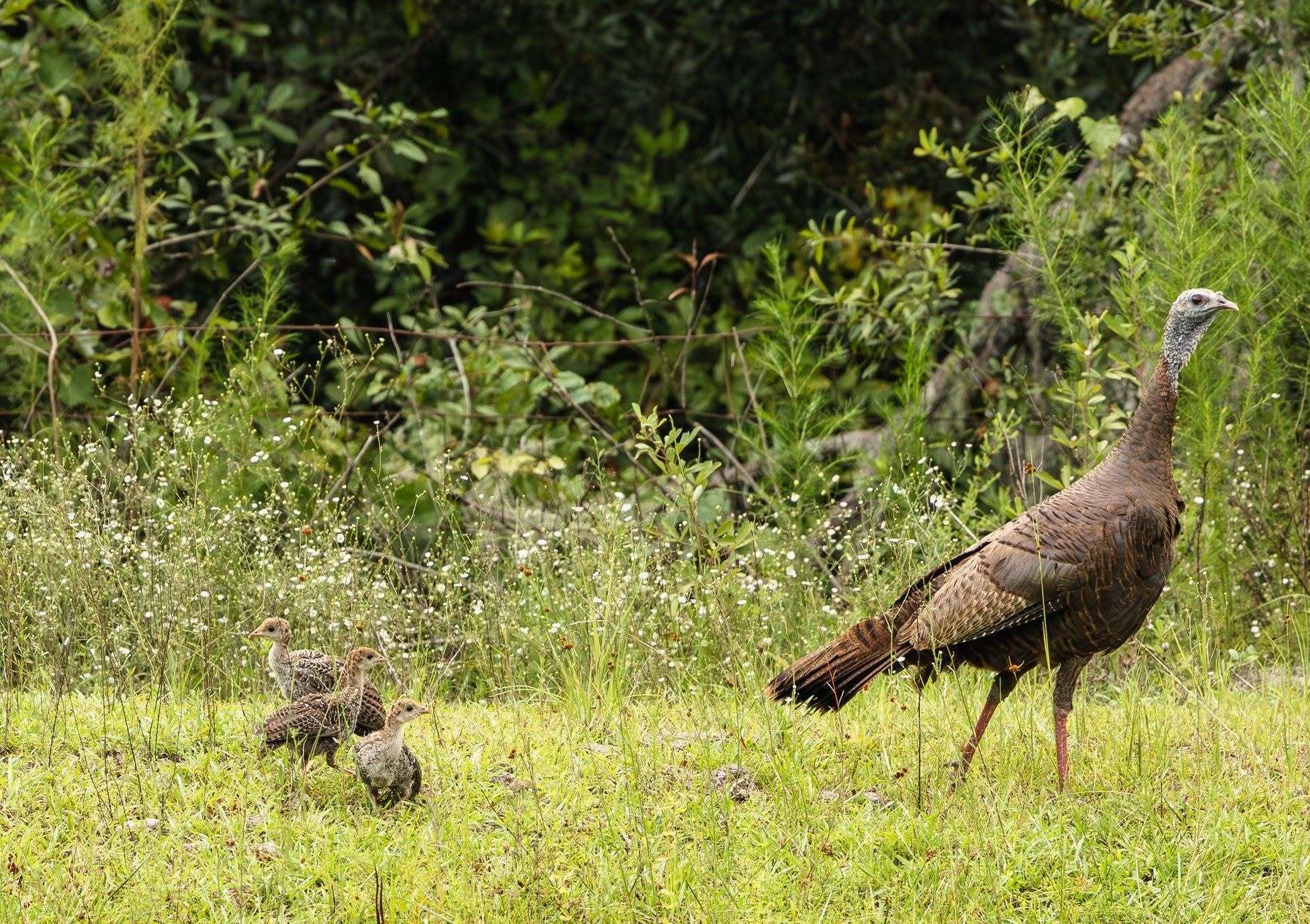 Florida Fishing and Wildlife Conservation Commission