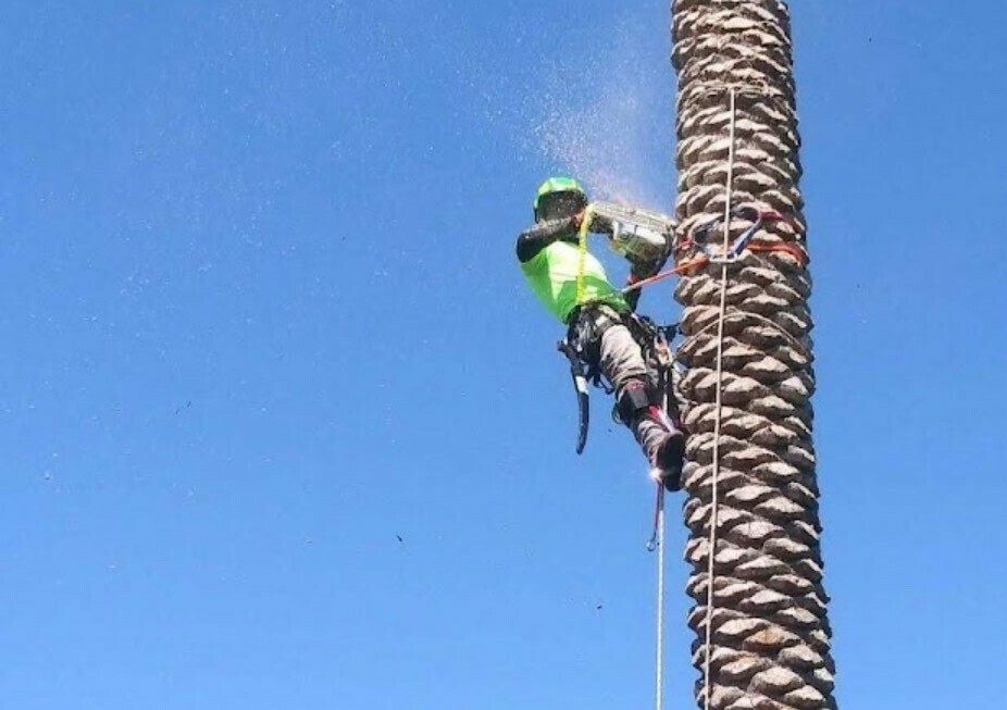 Dan's Tree Service