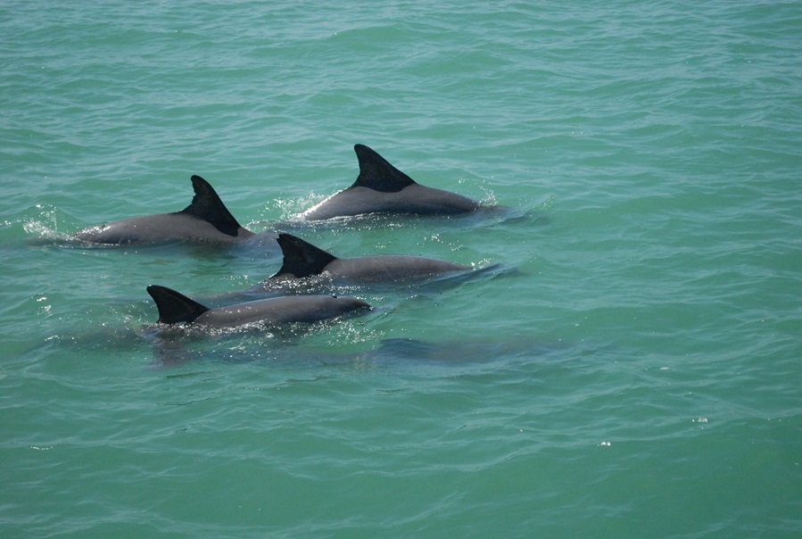 The Tropics Boat Tours