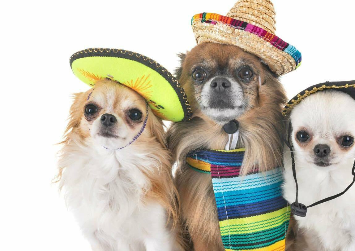 Wickham Animal Hospital