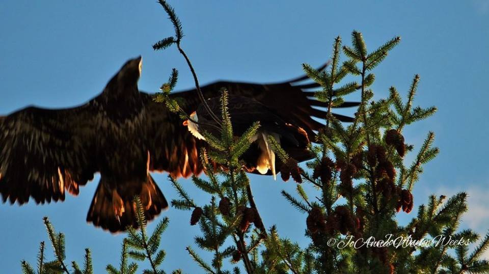 Photography by JoAnna Weeks