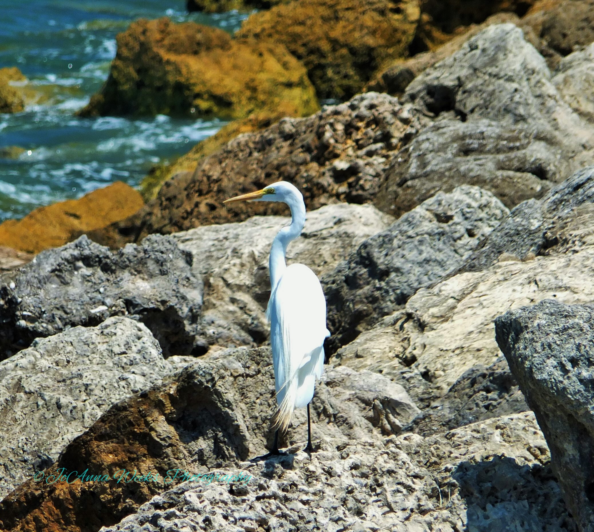 wildlife in brevard county