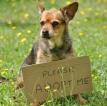 Small Dog Rescue by Sparticus Inc